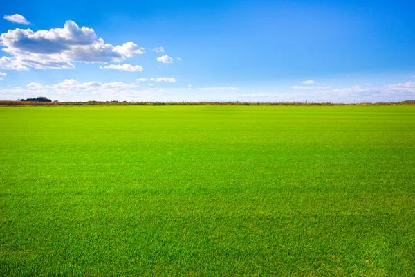 Preventing Weeds and Pests in Northern Ohio Landscape Grass